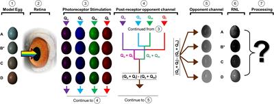 The Perceptual and Cognitive Processes That Govern Egg Rejection in Hosts of Avian Brood Parasites